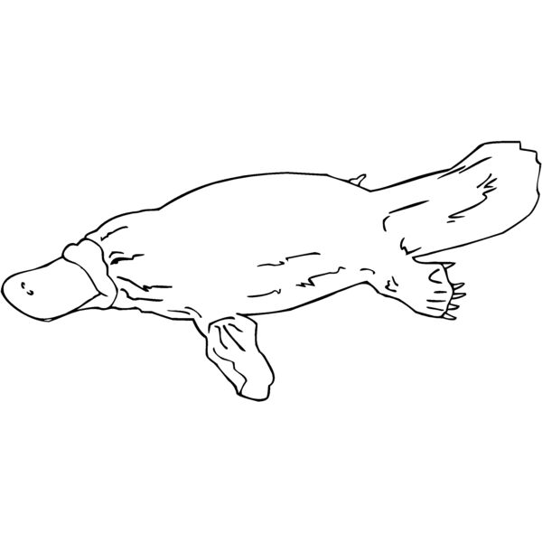 platypus Thumbnail