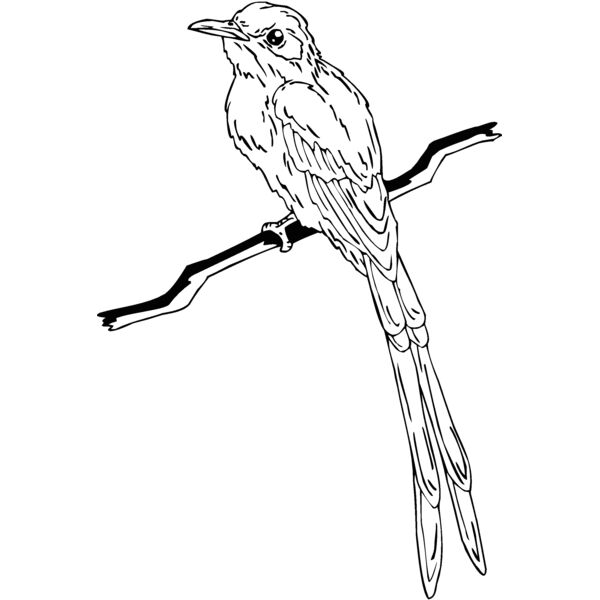 flycatcher Thumbnail