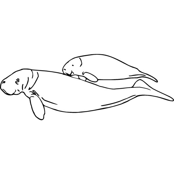 manatees Thumbnail