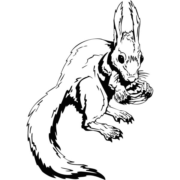 rabbit squirrel Thumbnail