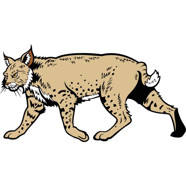 wildcat18v4clr Thumbnail