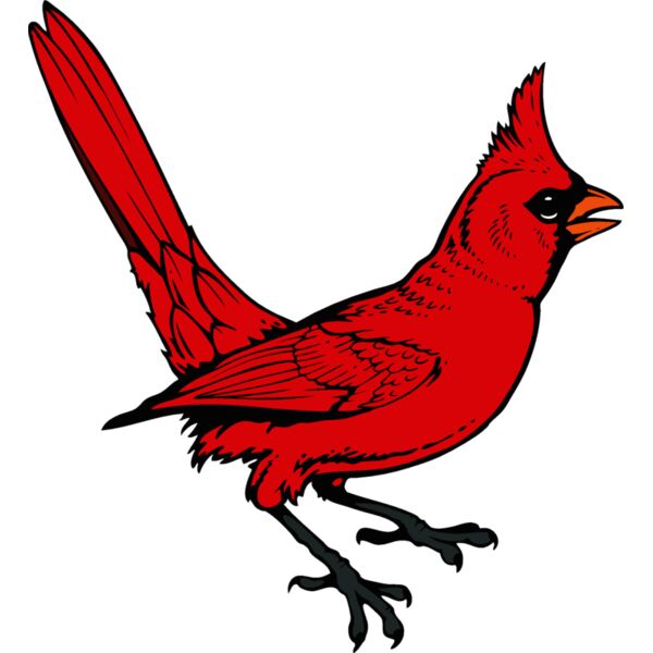 cardinal04v4clr Thumbnail